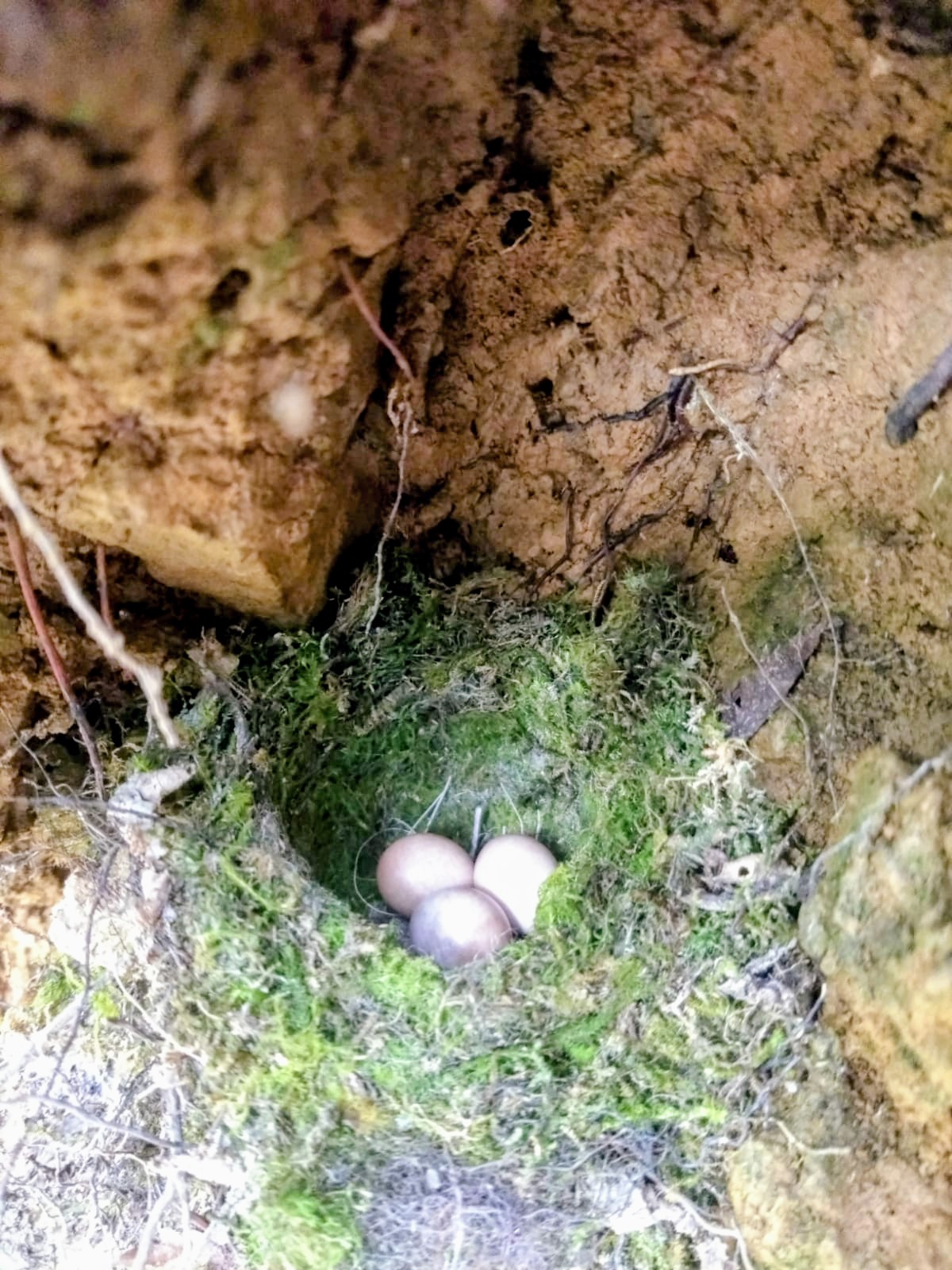A bird's nest with eggs found in the forests around Dzüleke village