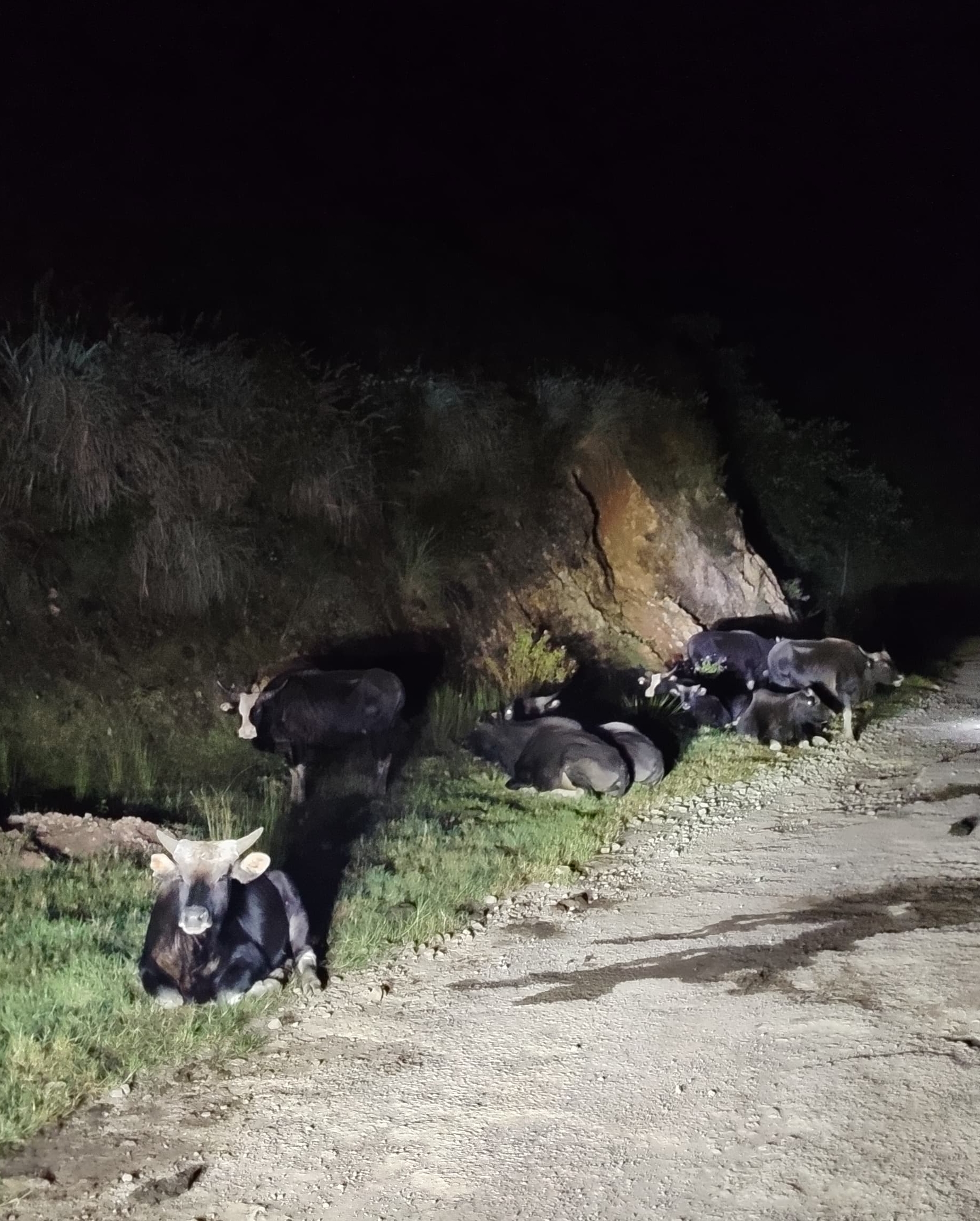 A Mithun grazing in the hills near Dzüleke village