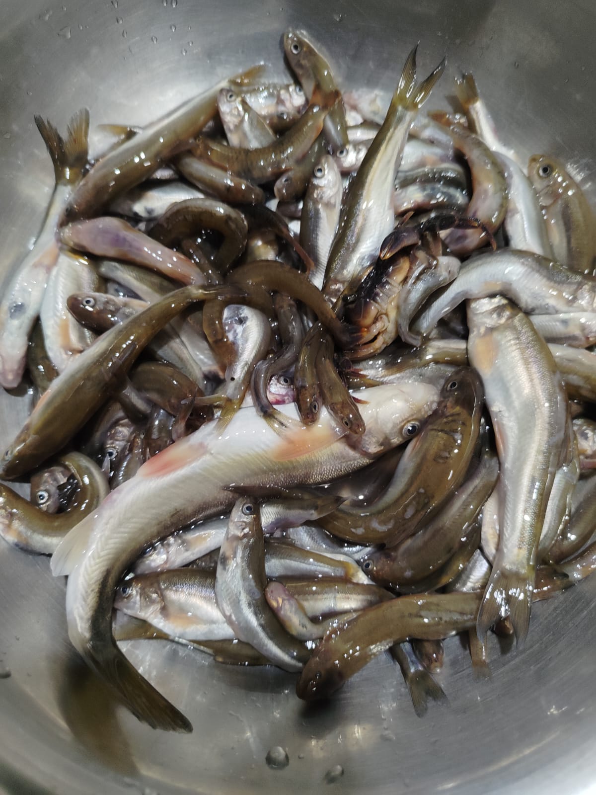 Fresh river fish caught from streams near Dzüleke village