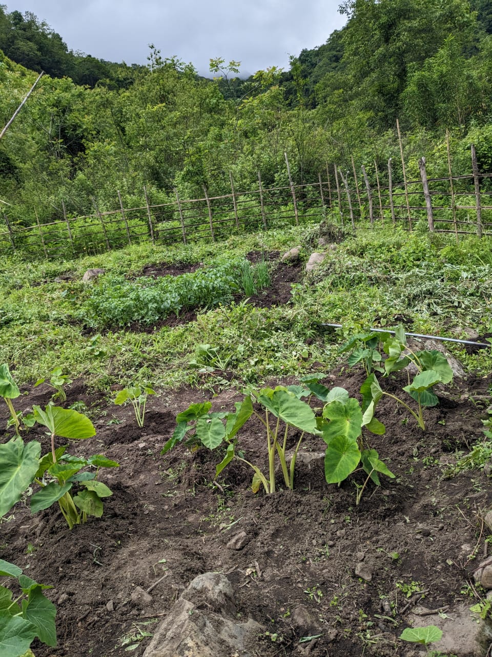 A terraced hillside vegetable garden with taro and greens in Dzüleke