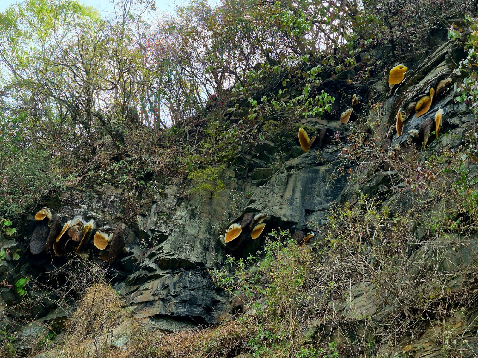 Wild honey bees nesting on a rock cliff near Dzüleke