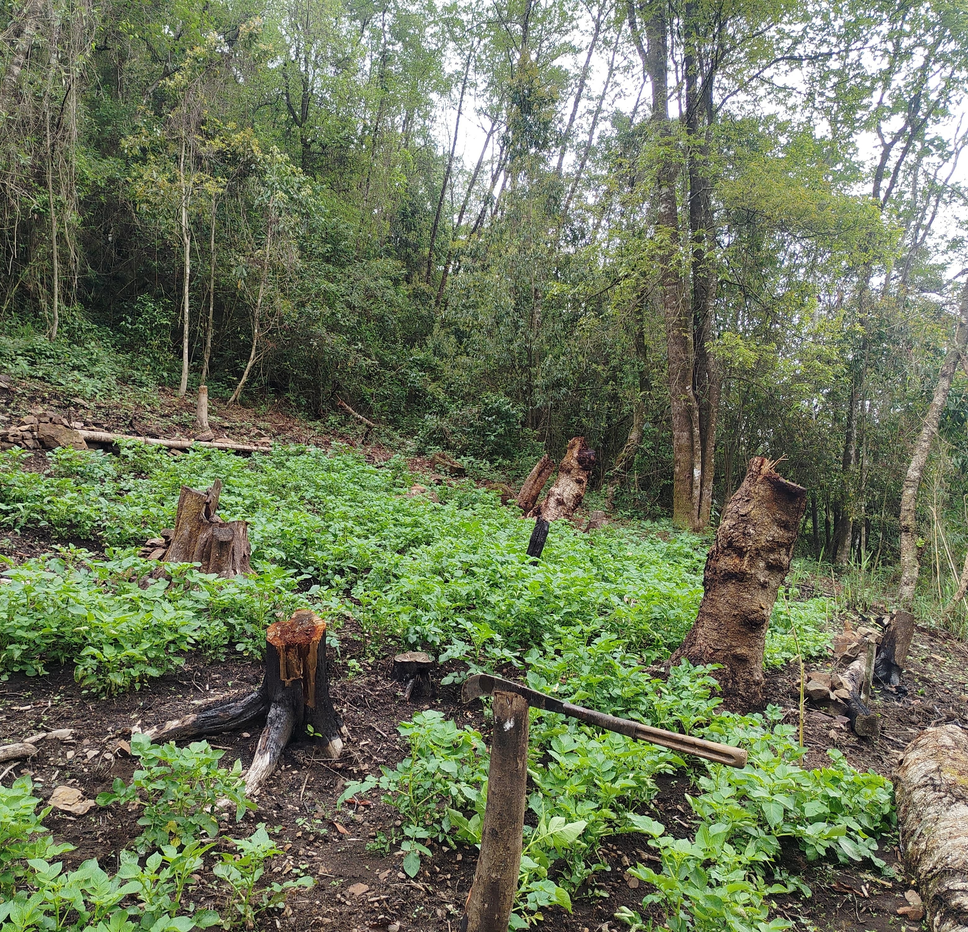 A potato field cleared from forest on a hillside near Dzüleke