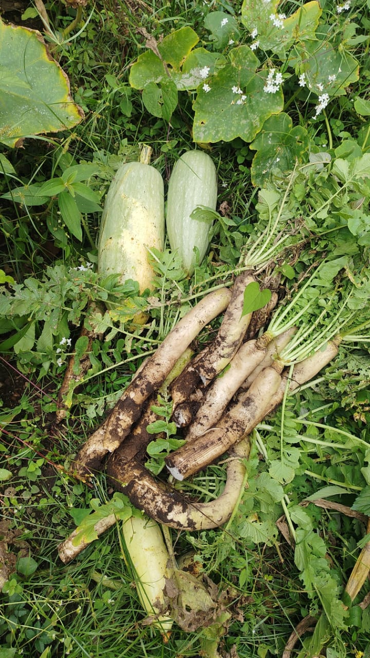 Freshly harvested gourds and root vegetables from a Dzüleke garden