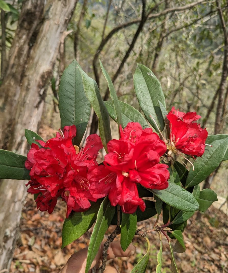 A close-up of crimson rhododendron flower clusters with dark green leaves near Dzüleke
