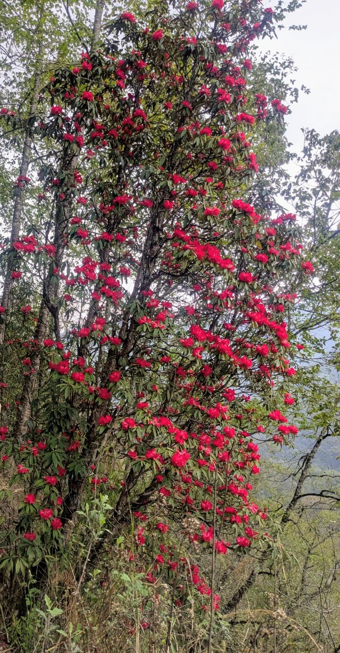 A tall rhododendron tree in full crimson bloom on a hillside near Dzüleke