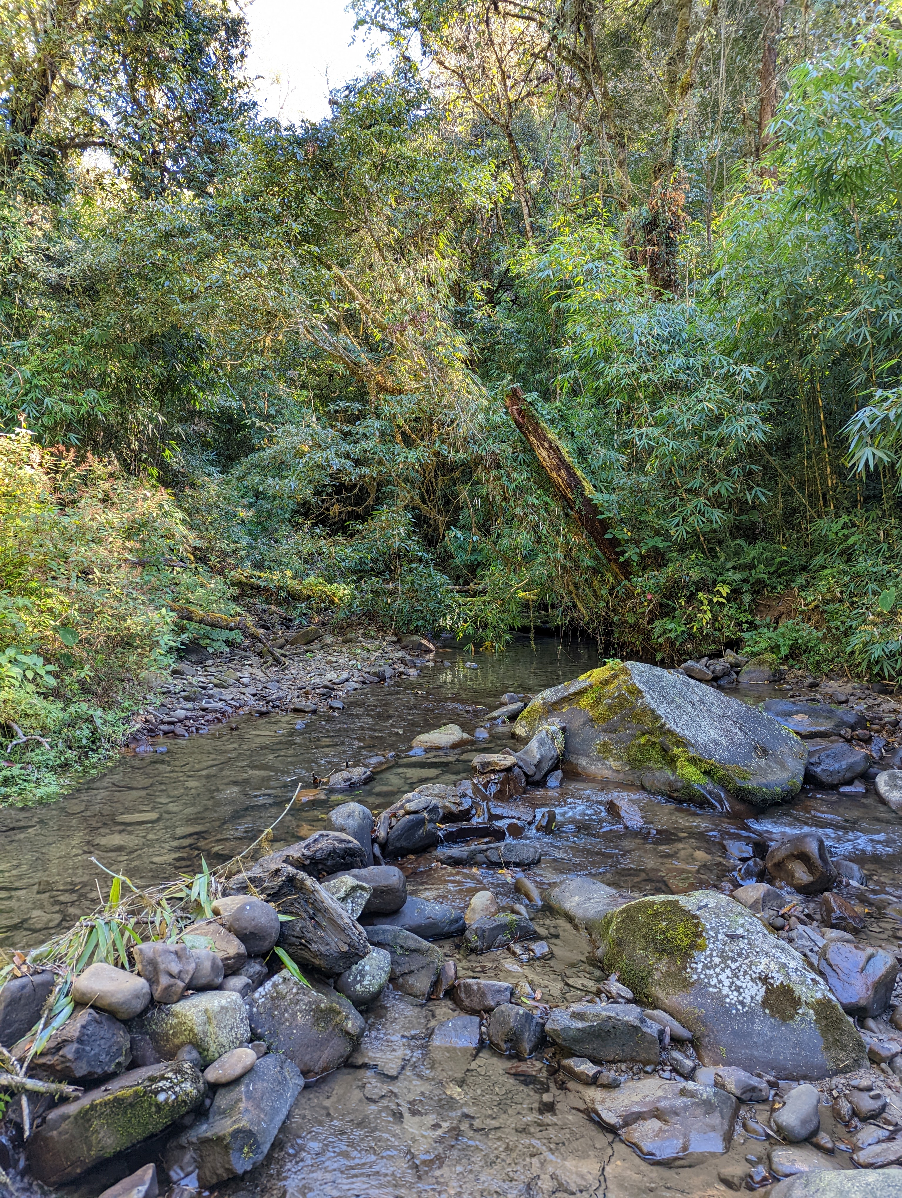 A clear river flowing over mossy rocks through bamboo and dense forest near Dzüleke