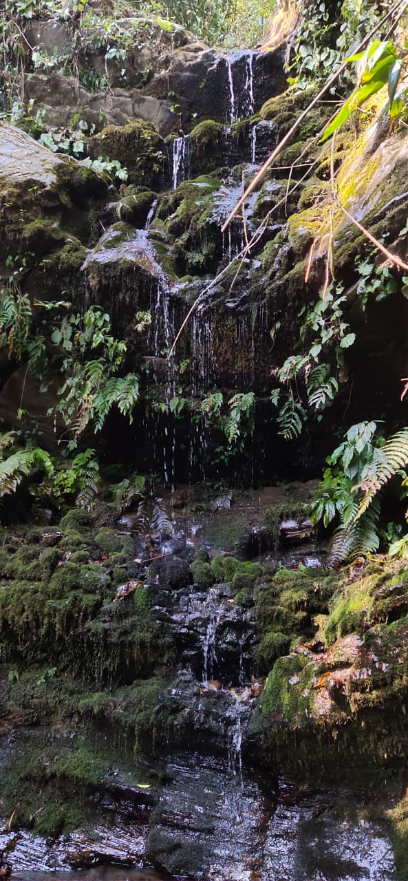 A mossy waterfall cascading over rocks surrounded by ferns in the Dzüleke forest
