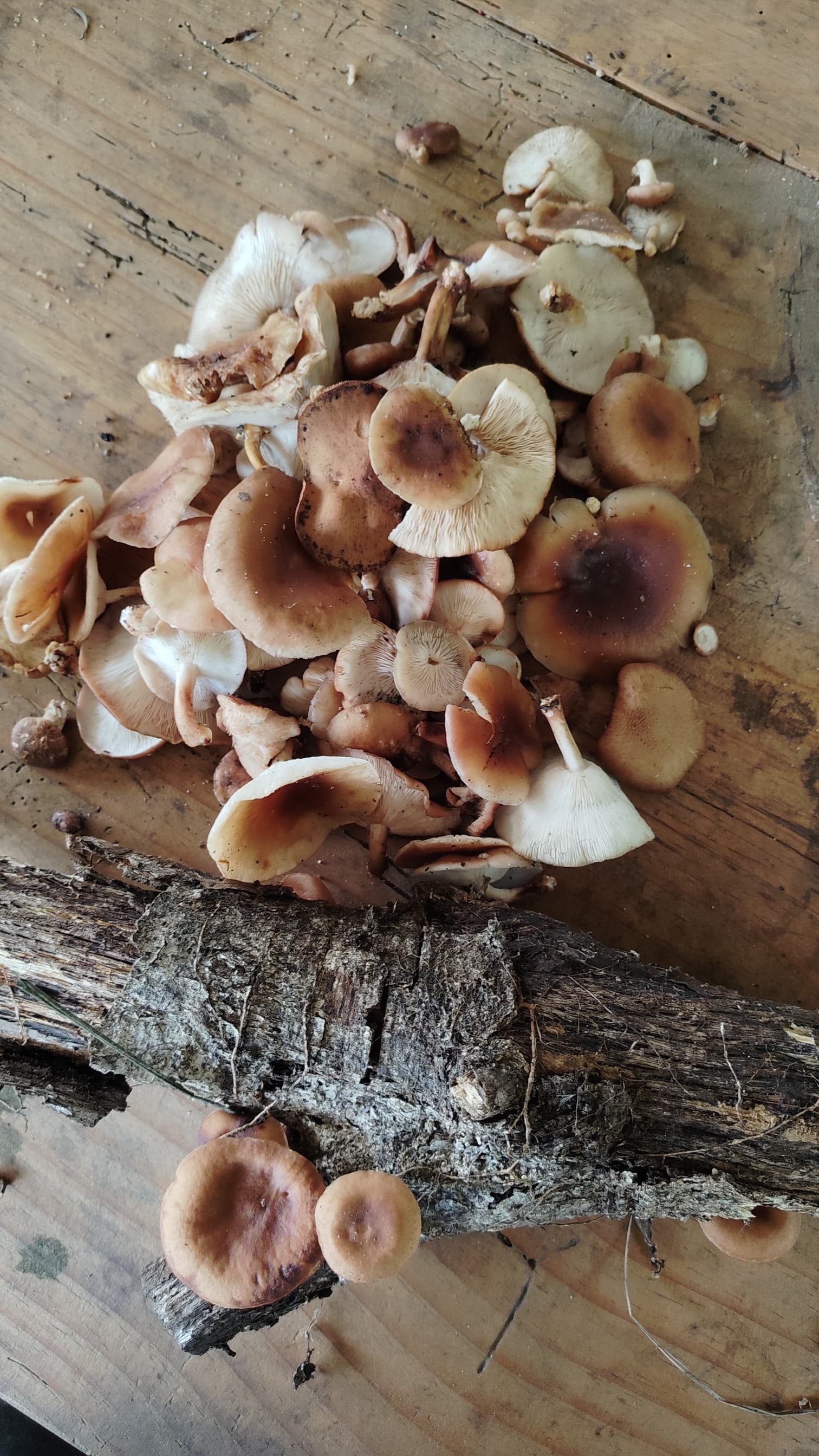 Wild edible mushrooms foraged from the forests around Dzüleke