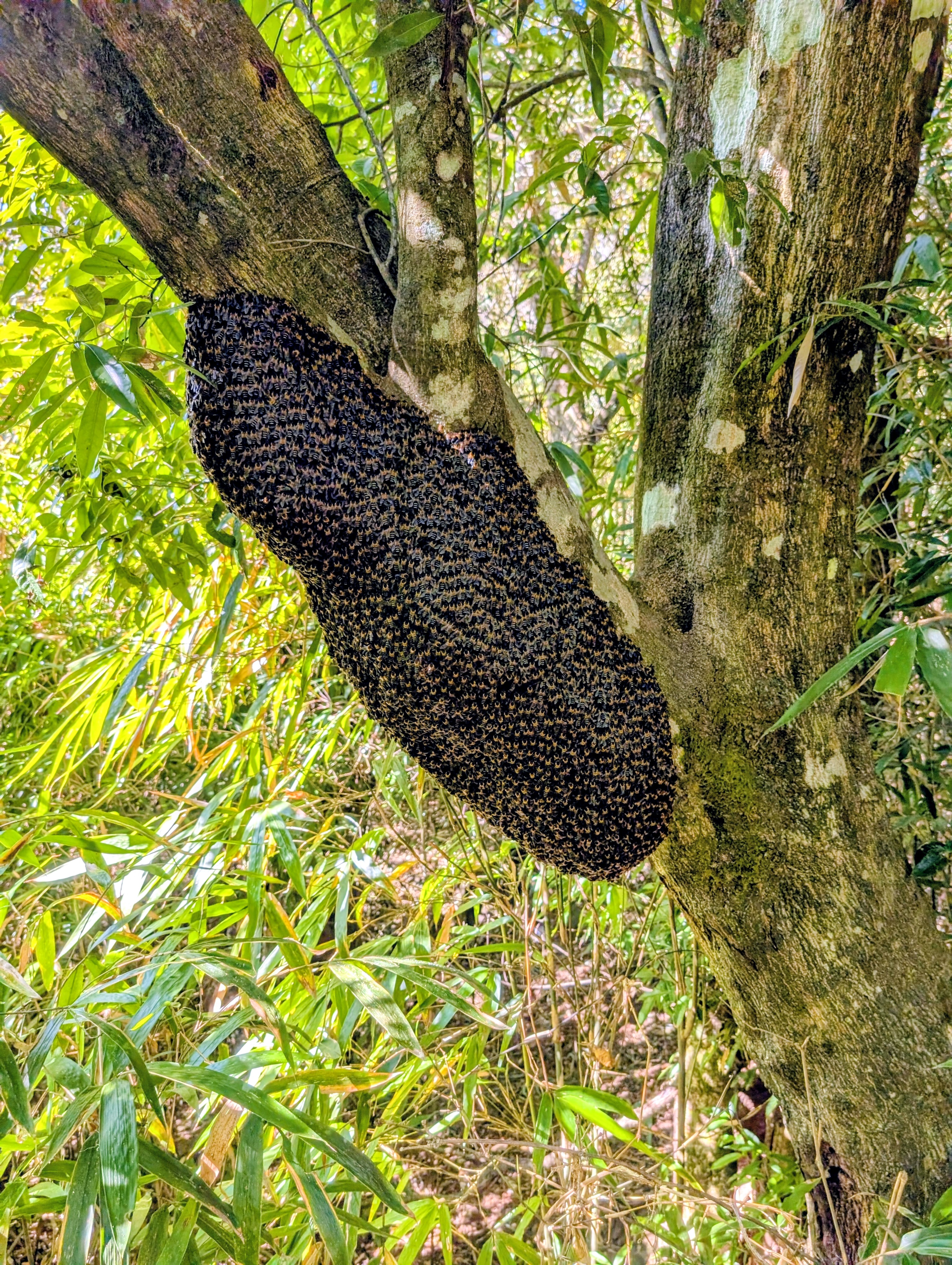 A wild honey bee colony clinging to a tree branch in the forests near Dzüleke