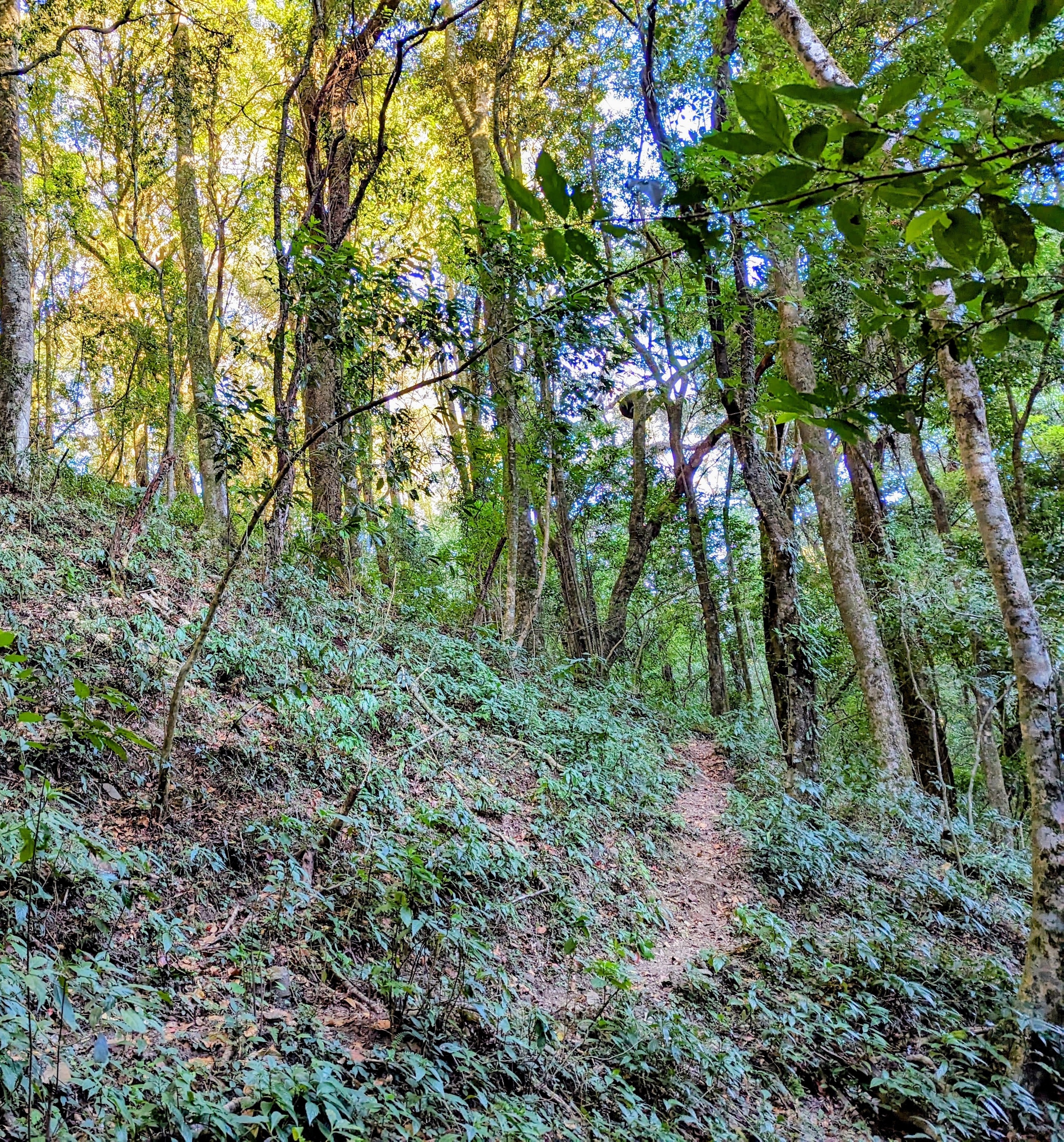 A sunlit forest trail winding through the woods near Dzüleke